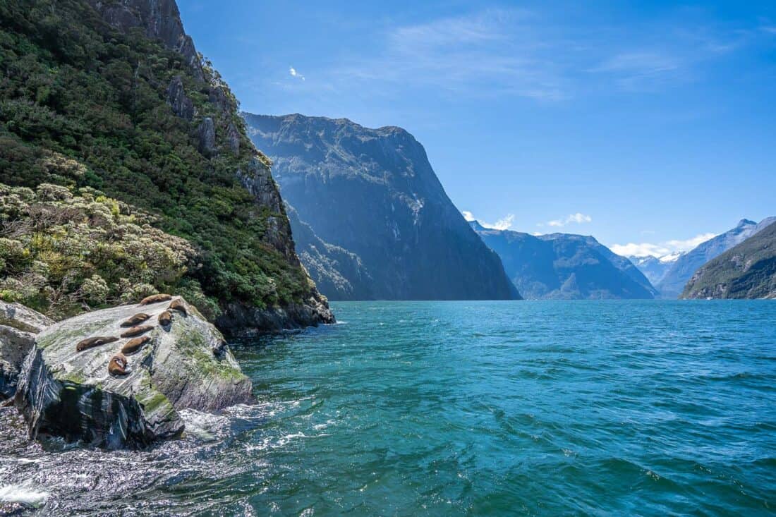 Seals on a Milford Sound cruise, one of the best things to do in the South Island New Zealand