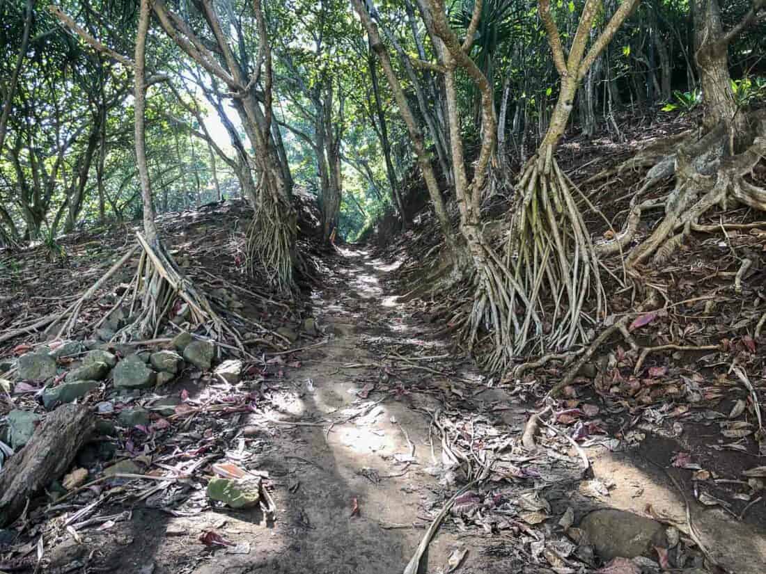 Trail to Secret Beach, Kauai