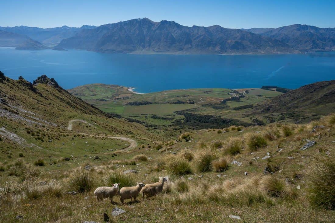 Sheep on the way down the Isthmus Peak Track overlooking Lake Hawea, New Zealand