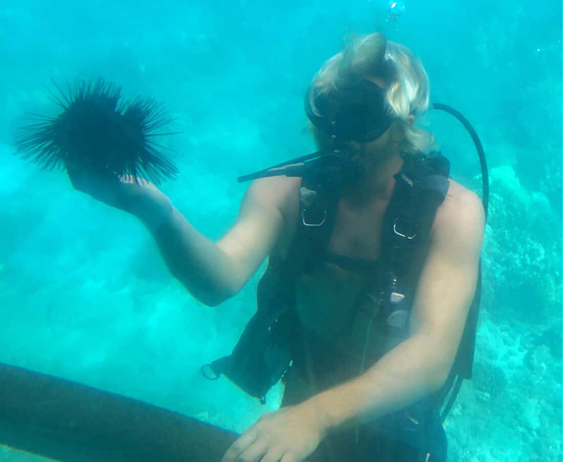 Diver displaying a sea urchin on a Lahaina Submarine Tour, Maui, Hawaii, USA