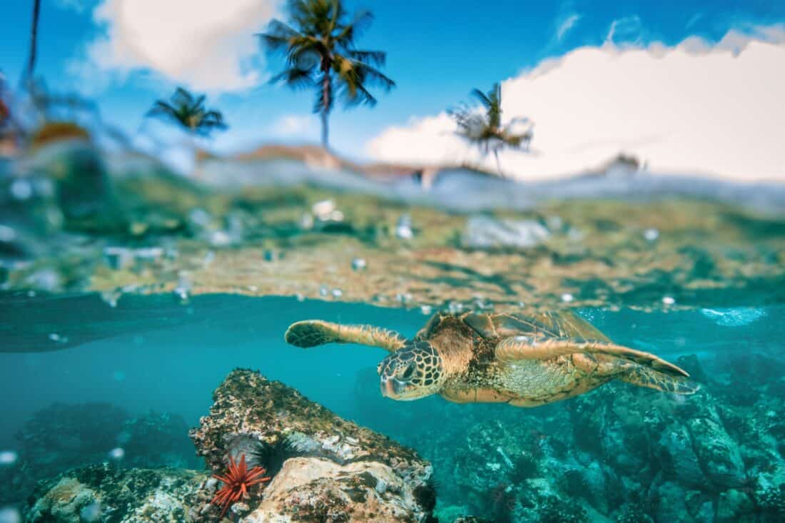 Turtles in Honolua Bay, Maui