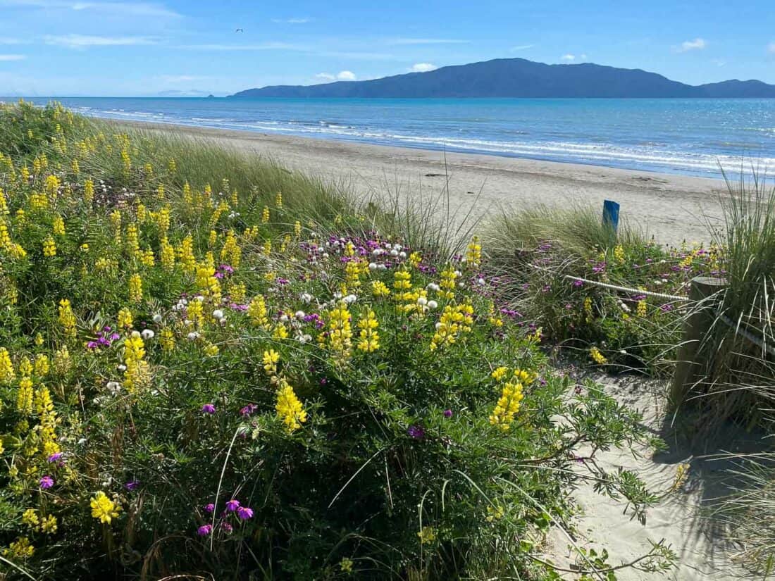 Lupin flowers at Waikanae Beach on the Kapiti Coast