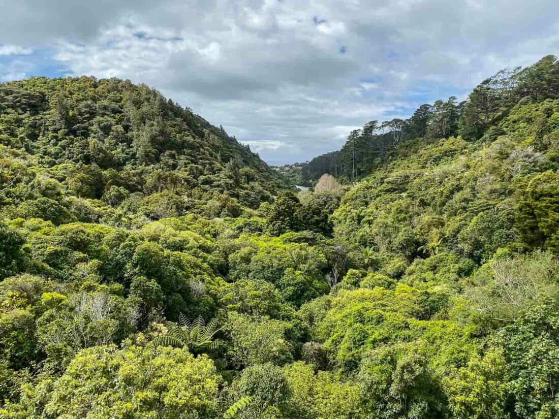 Native bush in Zealandia nature reserve, a top Wellington activity