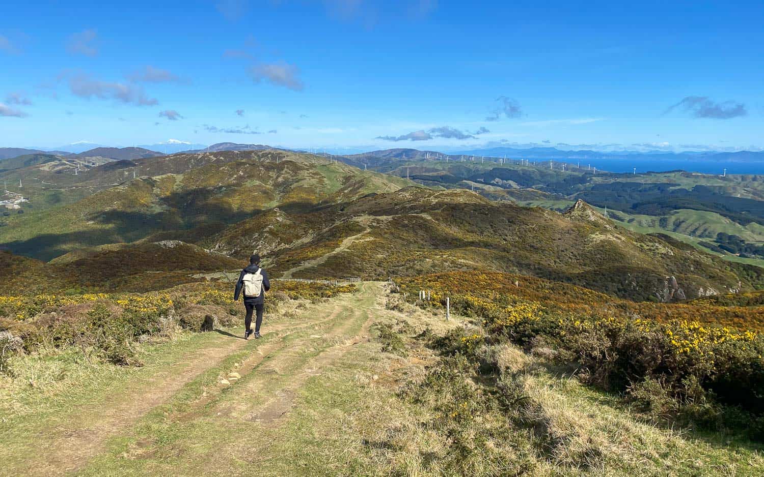 Skyline Track one of the best walks in Wellington New Zealand