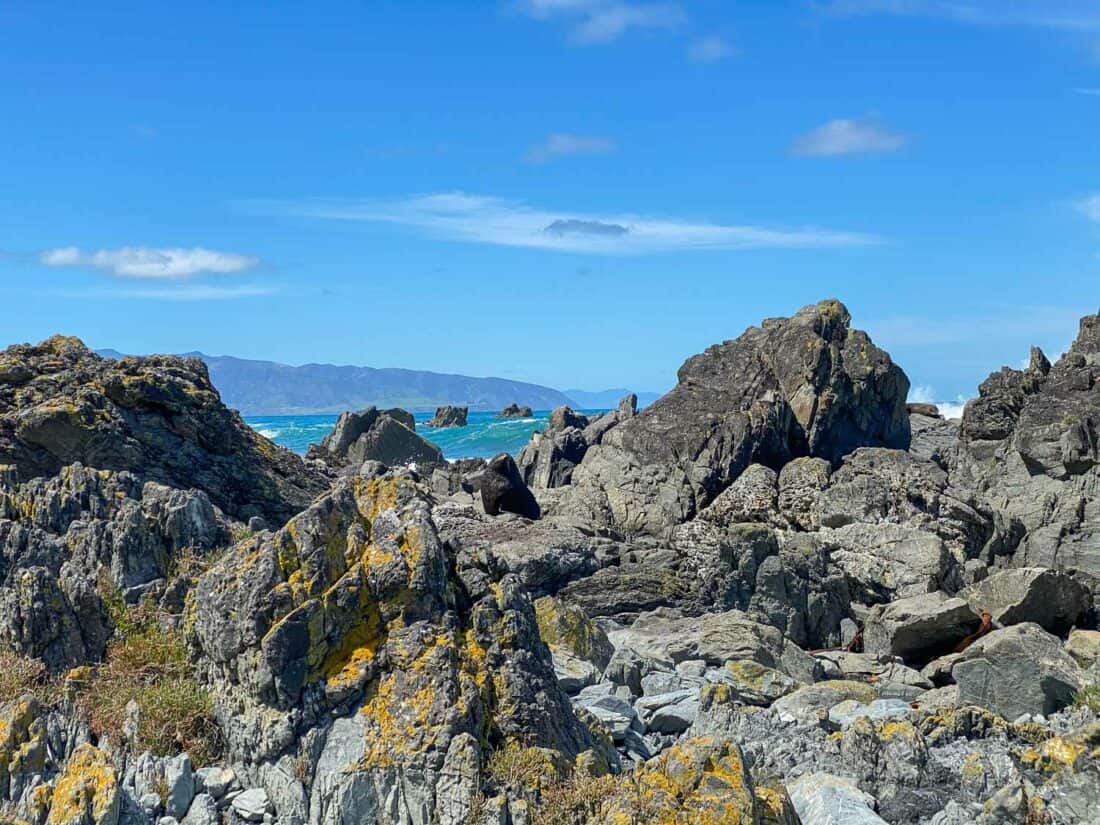 Fur seal at Sinclair Head on the Red Rocks Coastal Walk in Wellington, New Zealand