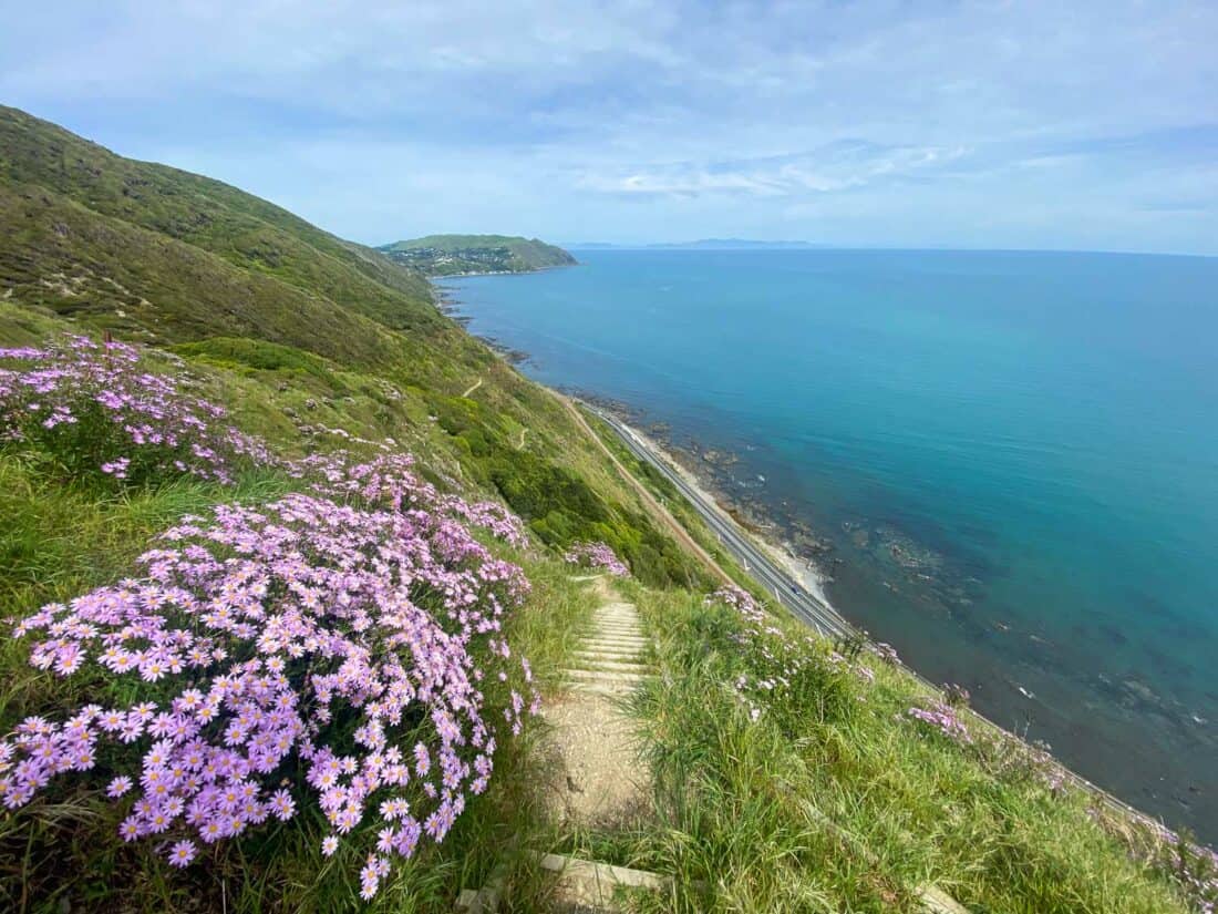 Pink flowers on the Paekakariki Escarpment Track in spring