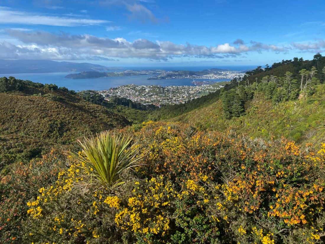 Yellow gorse flowers and city view on the Skyline Walkway in Wellington