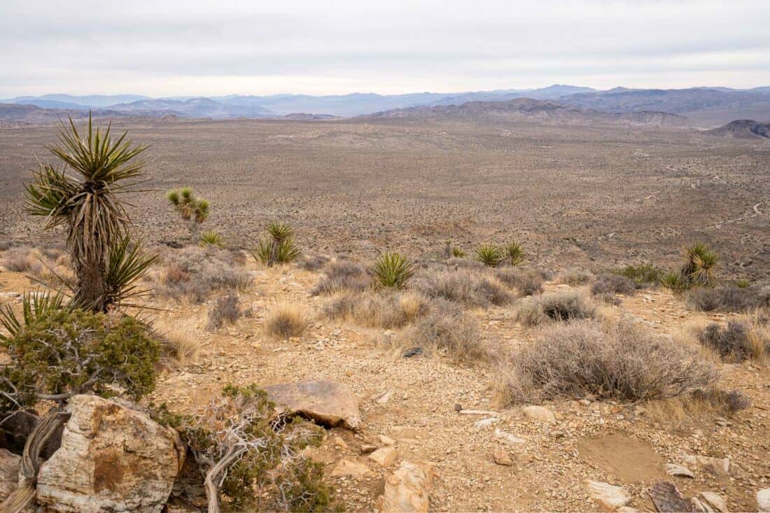 View from Ryan Mountain summit in Joshua Tree