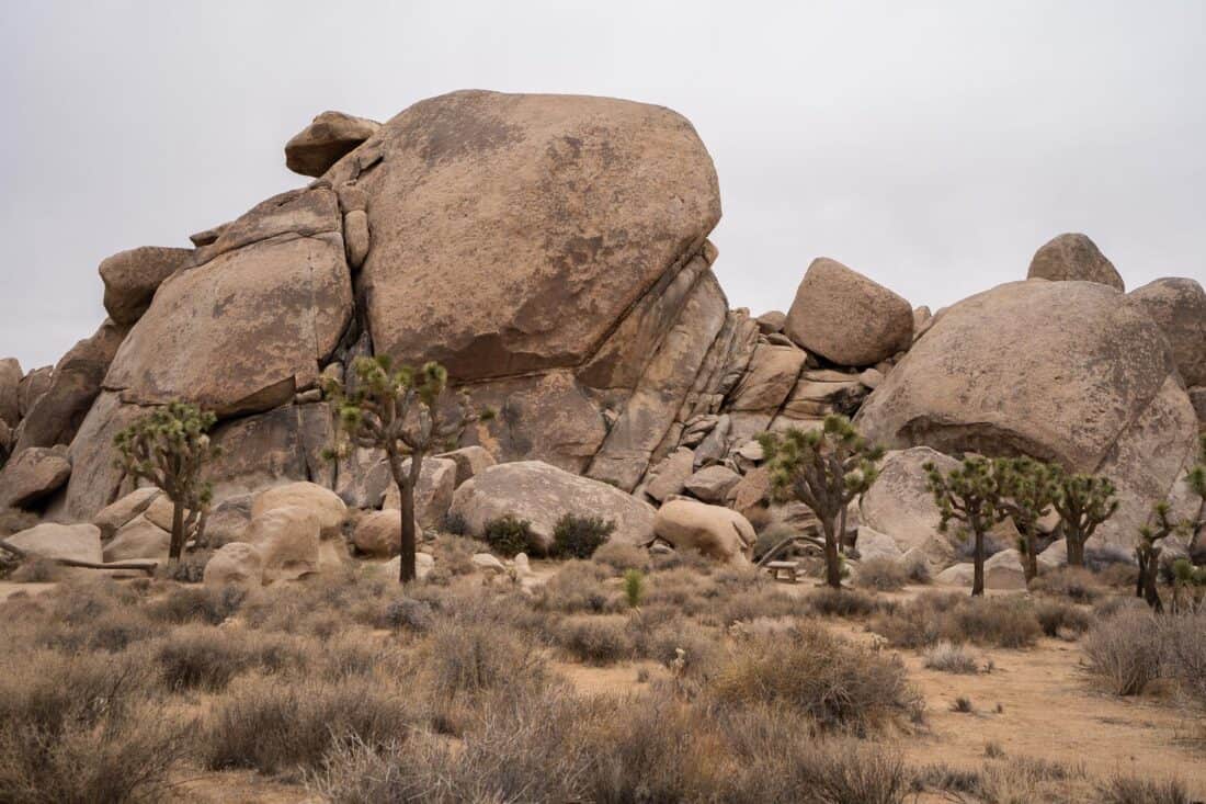 Cap Rock Nature Trail in Joshua Tree