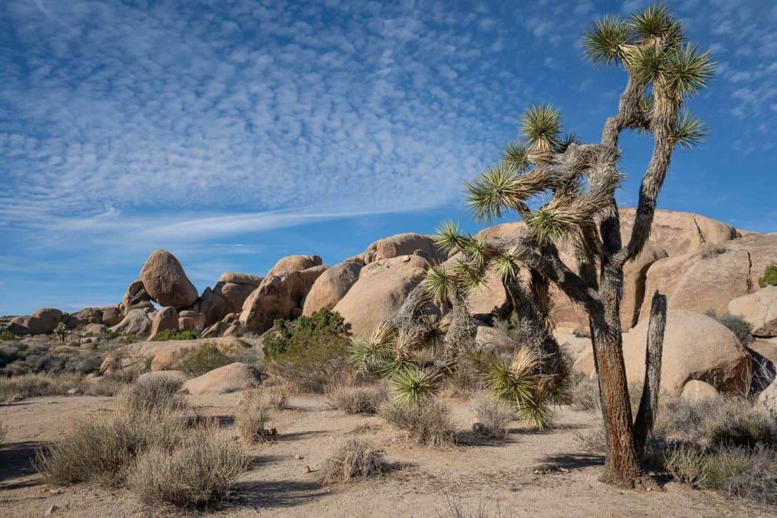 Joshua trees and rocks on the Split Rock hike in Joshua Tree