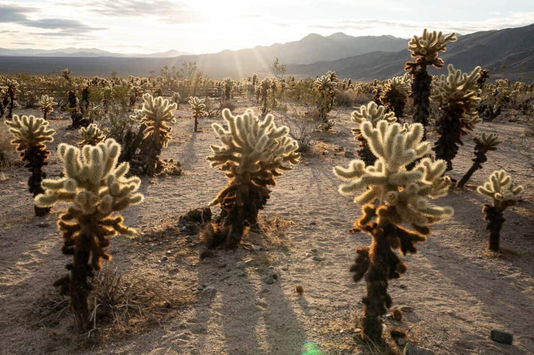 Cholla cactus garden in Joshua Tree National Park