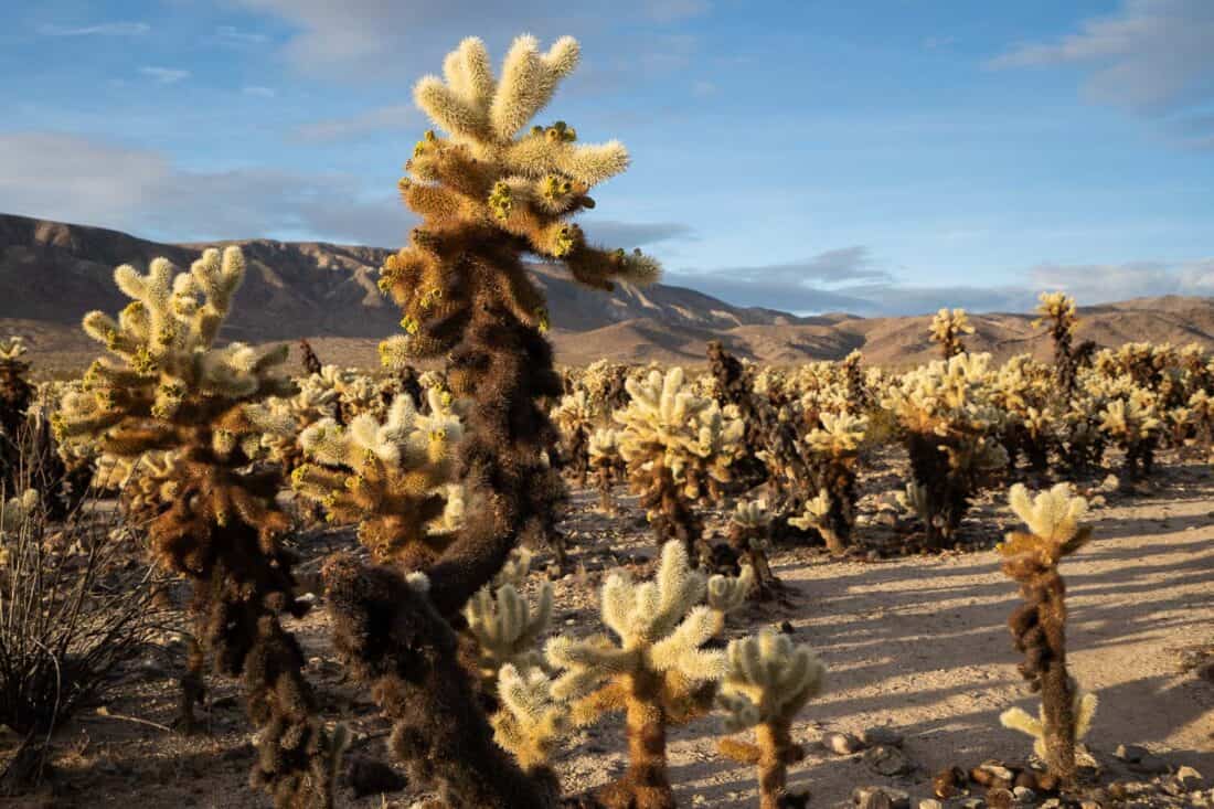 Cholla cactus garden in morning light at Joshua Tree National Park