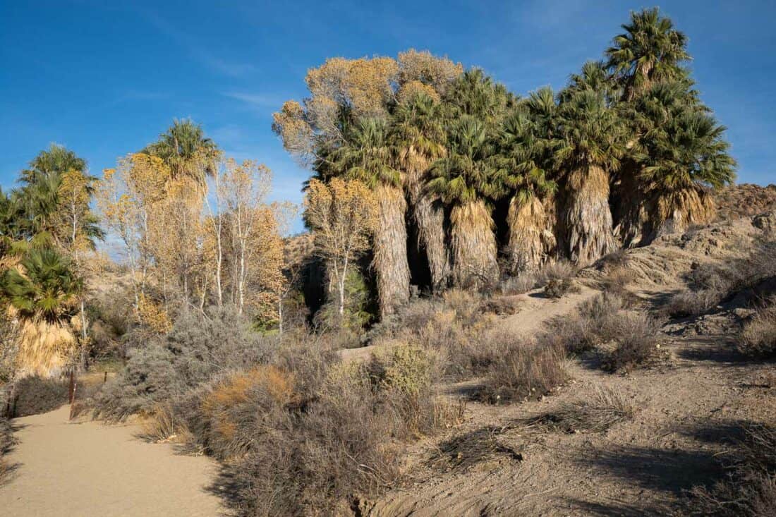 Fan palms at the Cottonwood Spring Oasis in Joshua Tree National Park