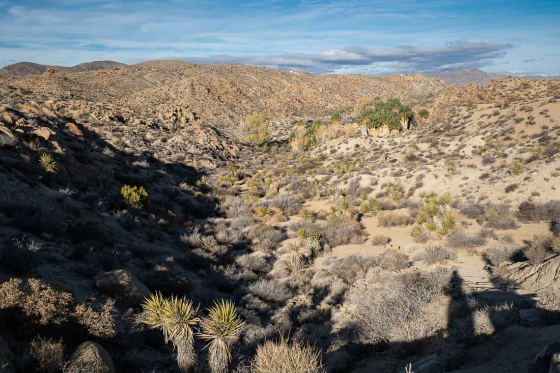 Looking back to Cottonwood Spring Oasis on the Mastodon Peak Trail in Joshua Tree