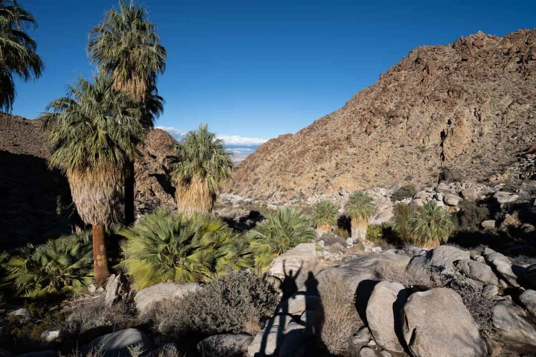 Fan palms at Fortynine Palms Oasis in Joshua Tree