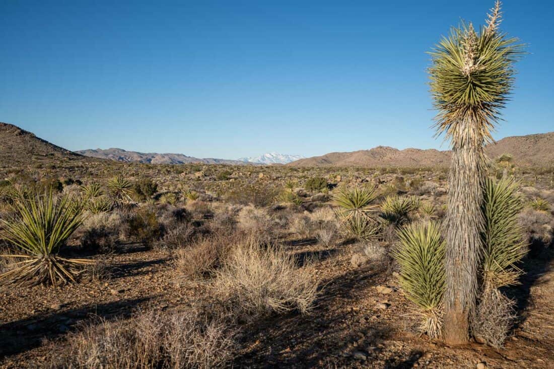 Snowy mountains on the Pine City trail in Joshua Tree