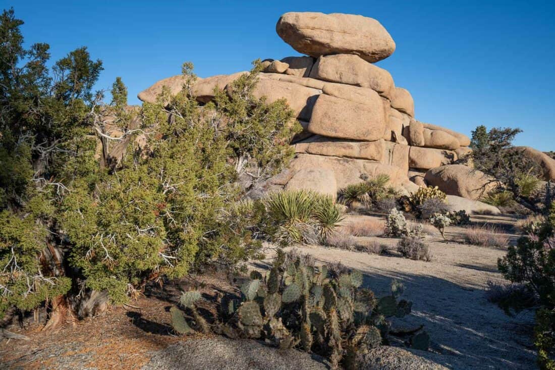 Pine City in Joshua Tree National Park