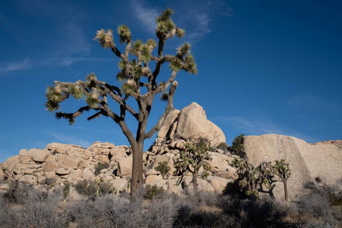 Joshua tree on the Wall Street Mill Trail in Joshua Tree National Park 