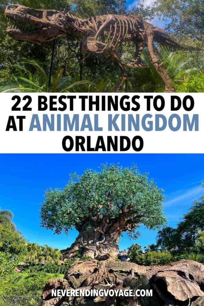 Best Rides at Animal Kingdom Disney World Guide Pinterest pin