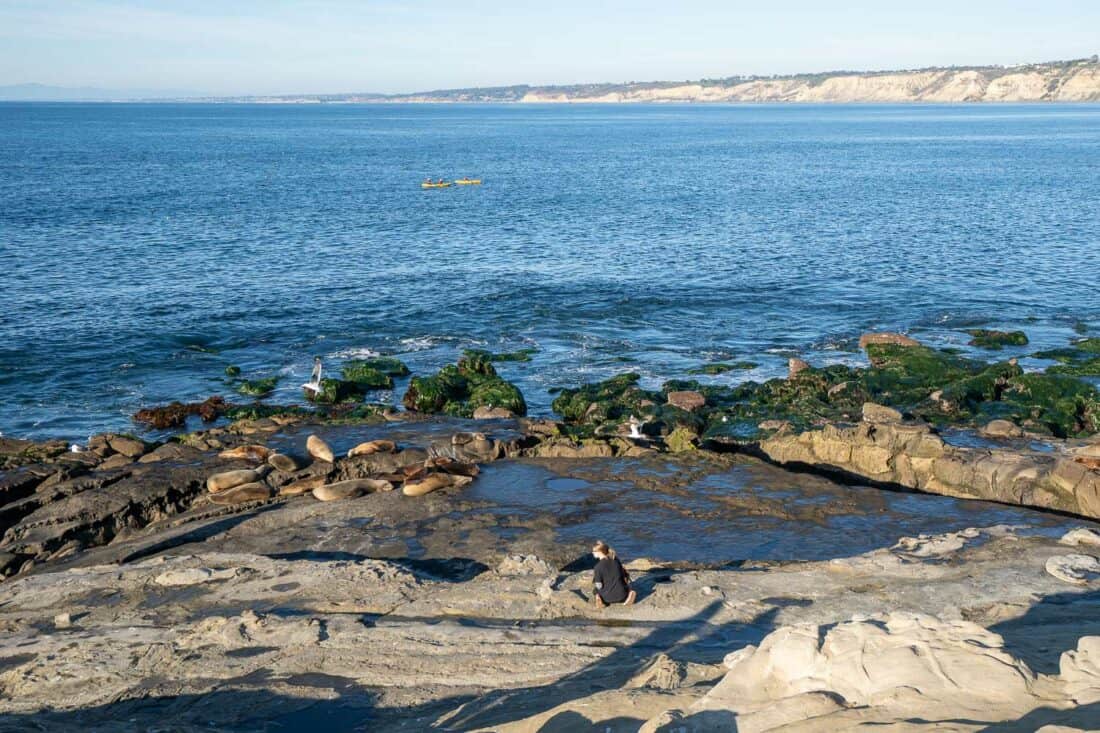 Sea Lions at La Jolla Point in San Diego, California, USA