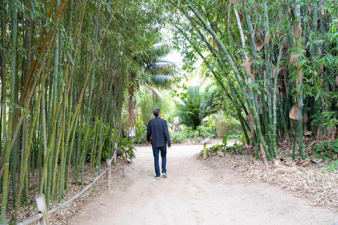 Bamboo garden at San Diego Botanic Garden in Encinitas, California, USA