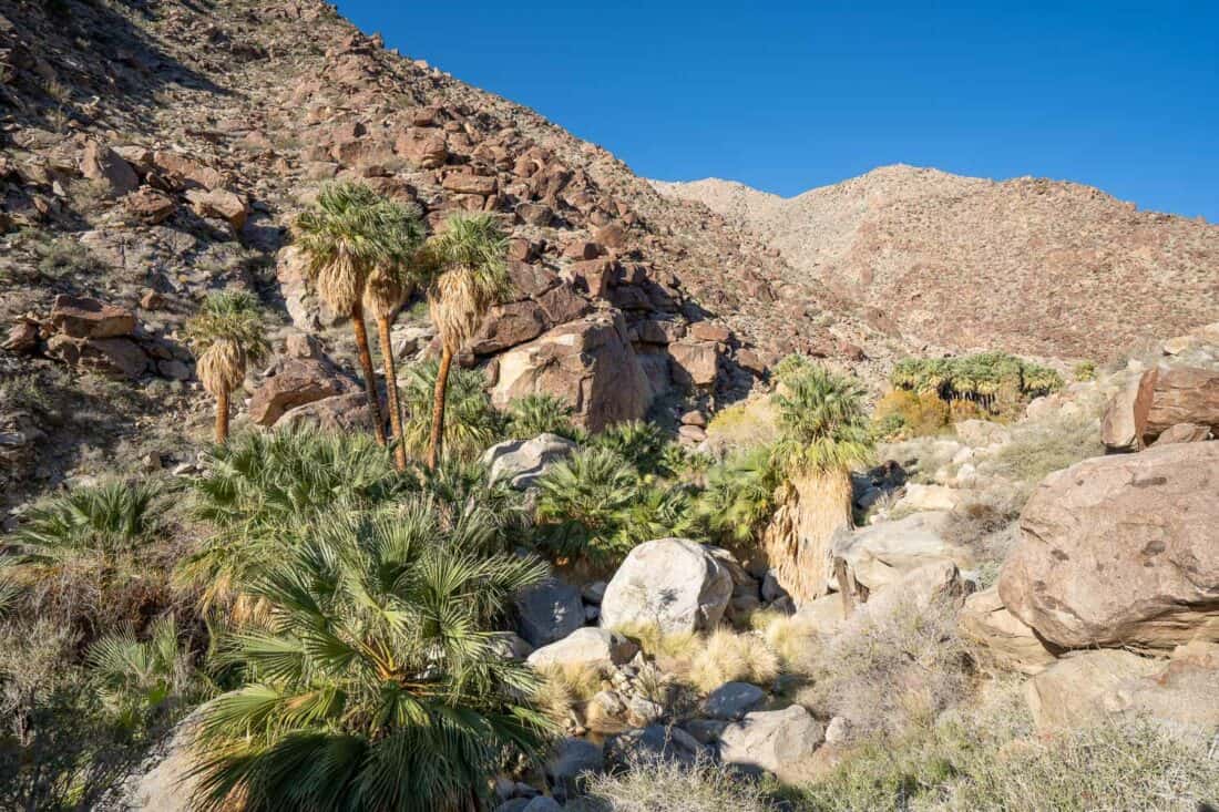 Oasis on the Palm Canyon Trail, Southern California