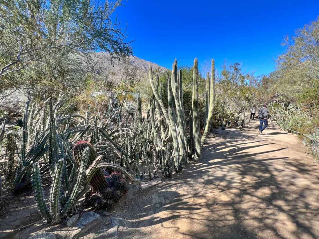 Moorten Botanical Garden, Palm Springs