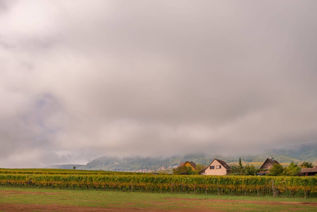 Vineyards and fields on the Alsace wine route