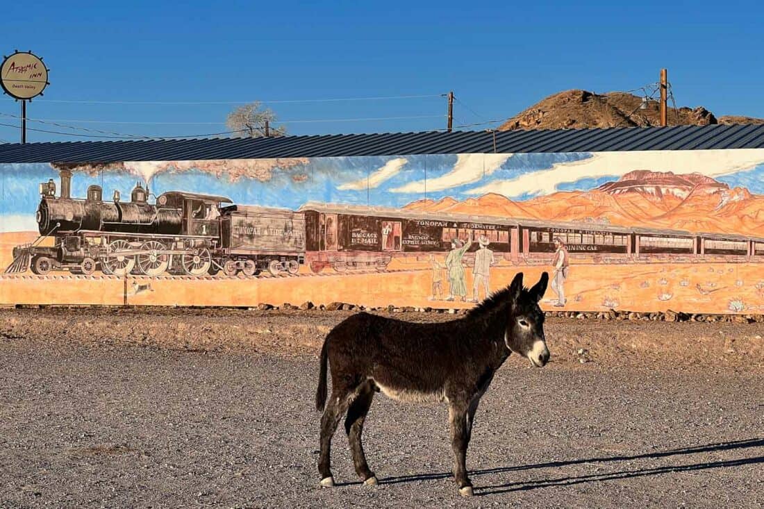 Wild burro in front of train mural, Beatty, Southern California