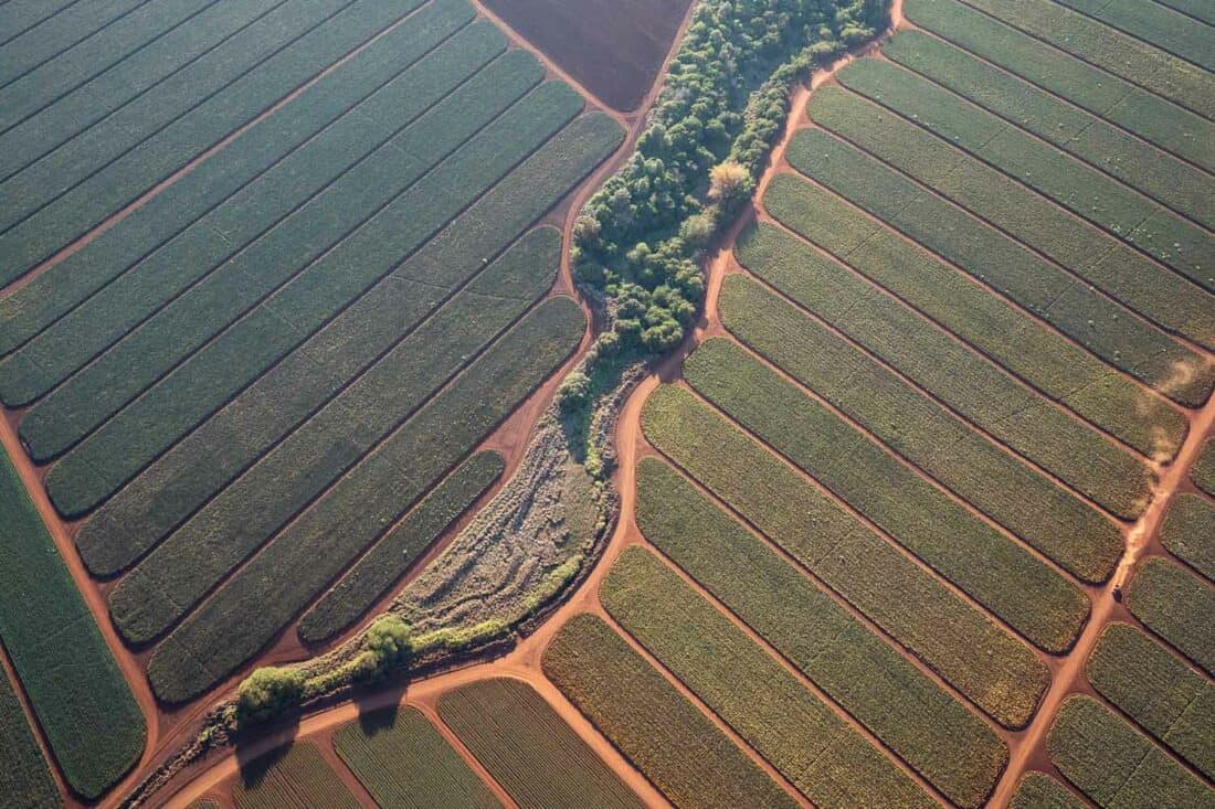 Pineapple fields of the Dole Plantation on Oahu from above on a helicopter tour