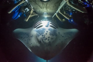 Manta ray snorkel on the Big Island Hawaii