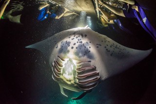 Manta ray swim on the Big Island Hawaii