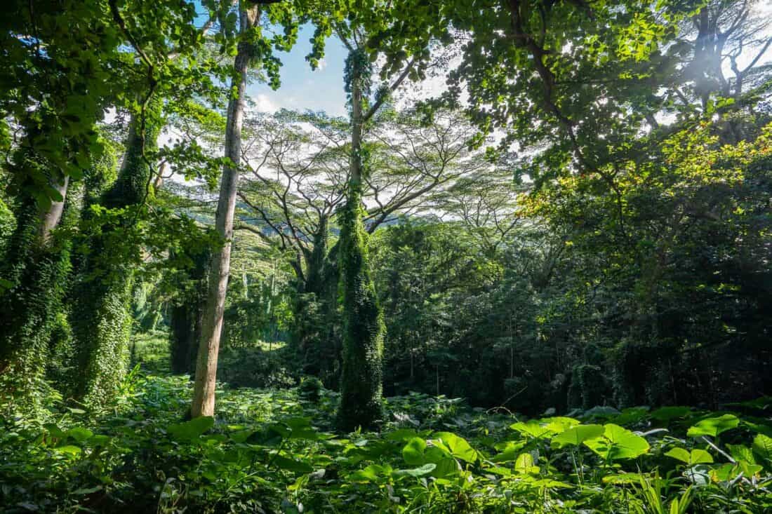 Rainforest on the Manoa Falls trail, the first stop on our 7 day Oahu itinerary