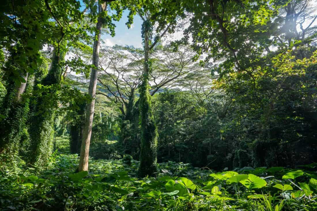 Rainforest on the Manoa Falls trail, the first stop on our 7 day Oahu itinerary, Hawaii, USA