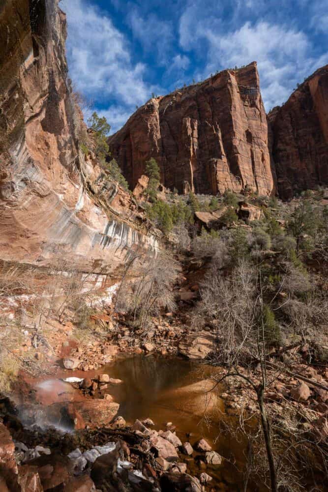 Lower Emerald Pool with a tree in Zion National Park, with pink cliffs overlooking the water