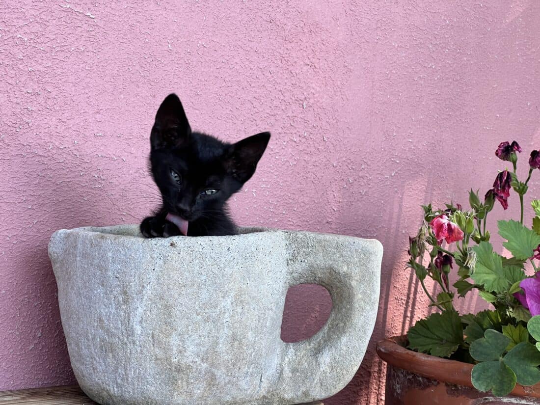 A small black kitten is licking its paws in a large ornamental teacup