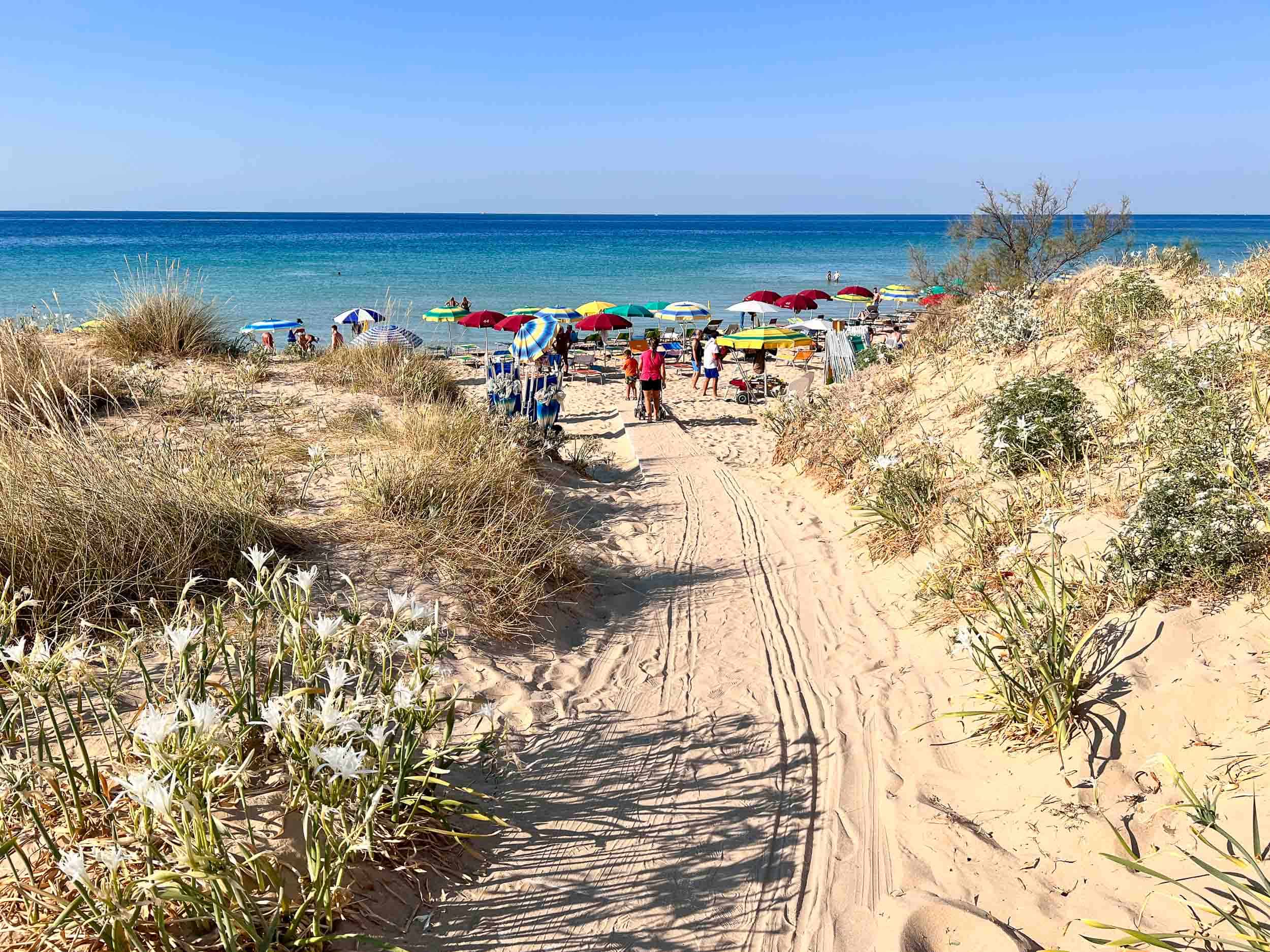 The sandy path through the dunes to Marina di Pescoluse, one of the best beaches in Puglia Italy.
