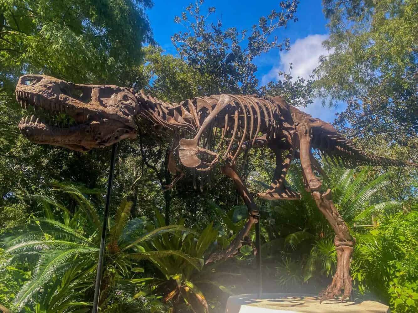 Towering Dinosaur skeleton, Animal Kingdom, Disney World