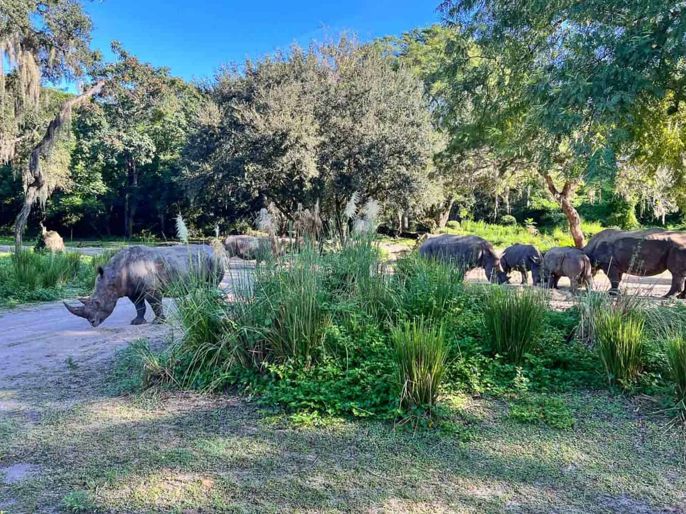 Rhinos on the Kilimanjaro Safaris, Animal Kingdom, Disney World