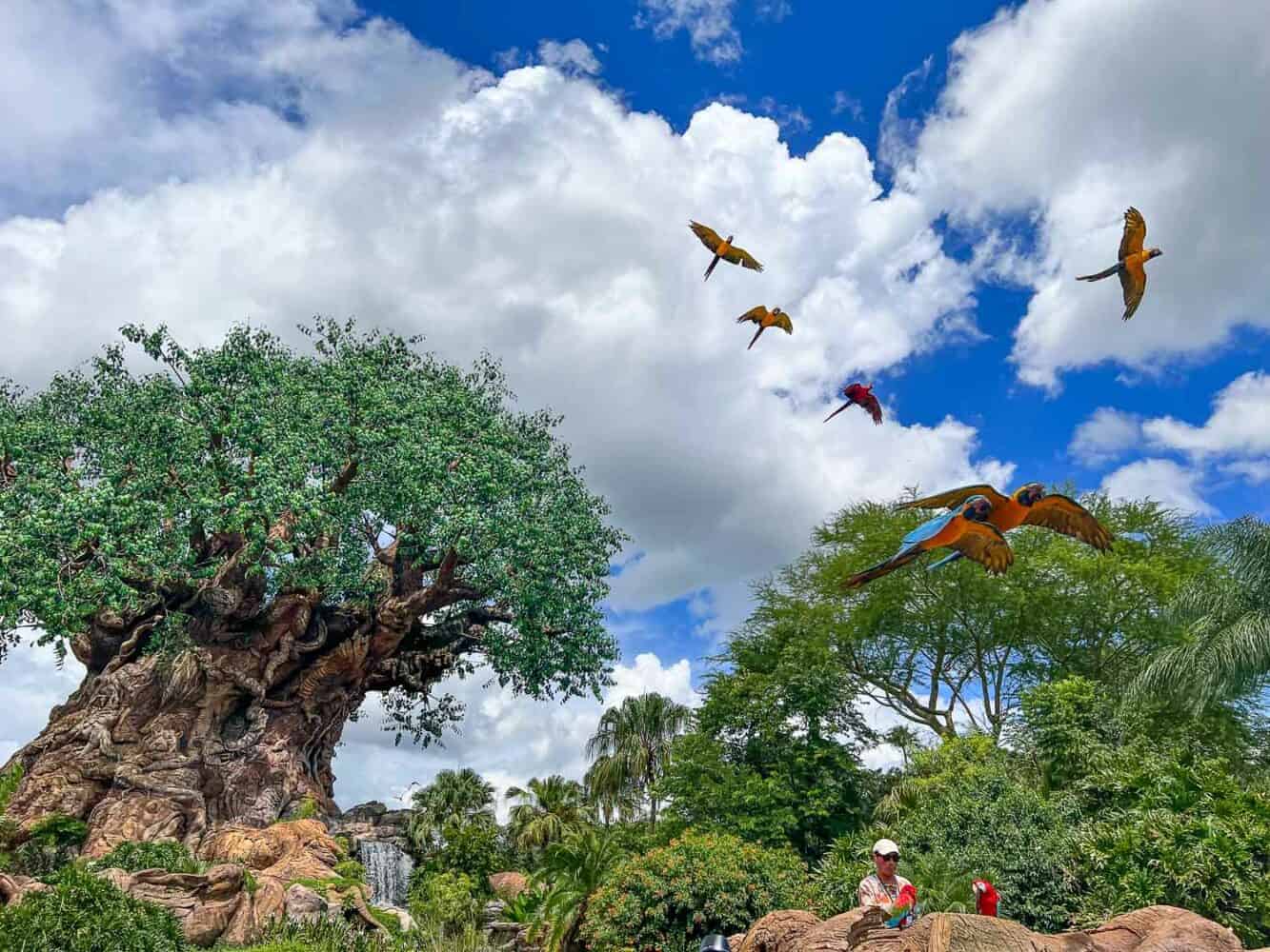 Winged Encounters display of colourful South American macaws, Animal Kingdom, Disney World