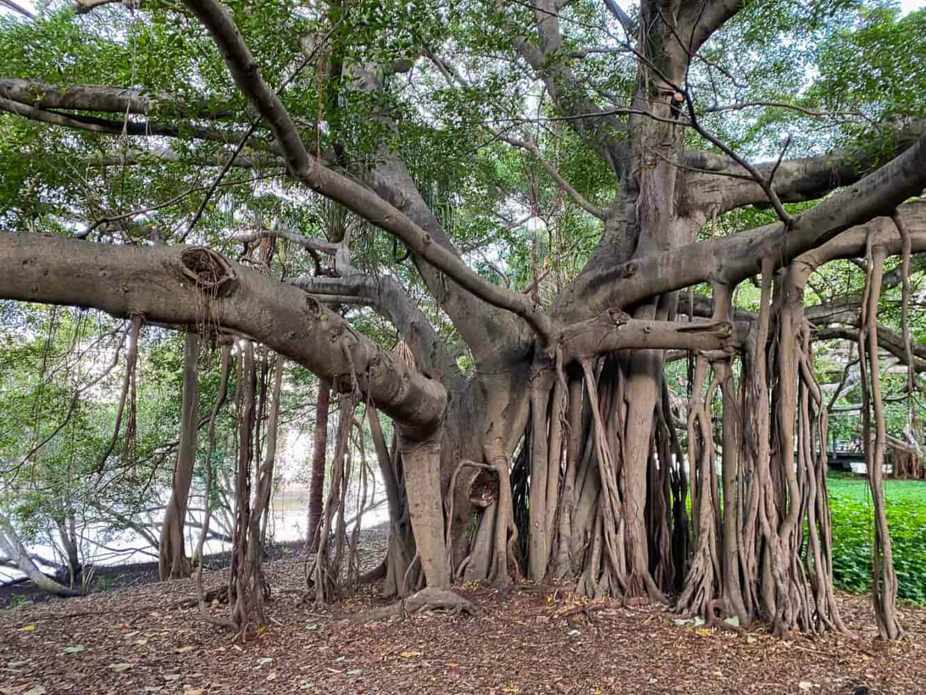 Impressive fig trees at City Botanic Gardens, Brisbane, Australia