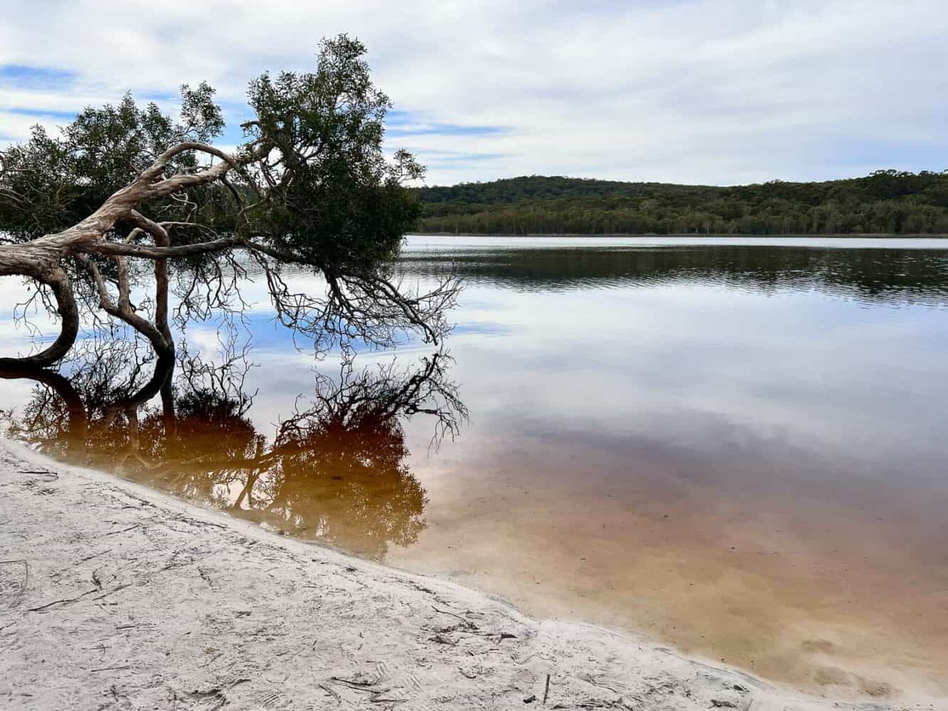 Overhanging tree reflected in the stillwaters of Brown Lake, North Stradbroke Island, Queensland, Australia
