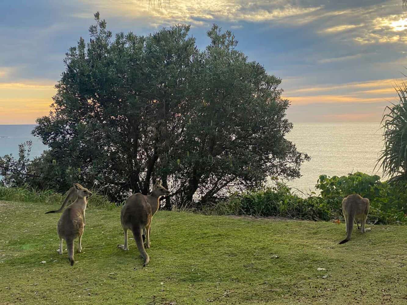 Kangeroos at dawn by the coast on North Stradbroke Island, Queensland, Australia