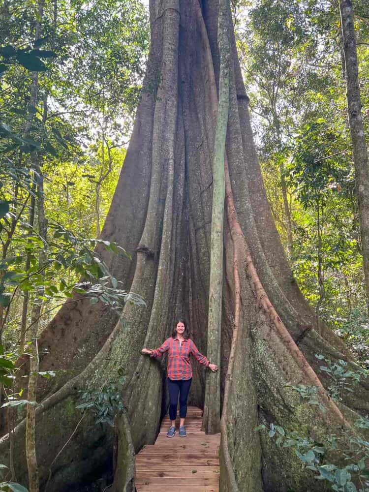 Giant fig tree, Kenilworth, Sunshine Coast Hinterland, Queensland, Australia