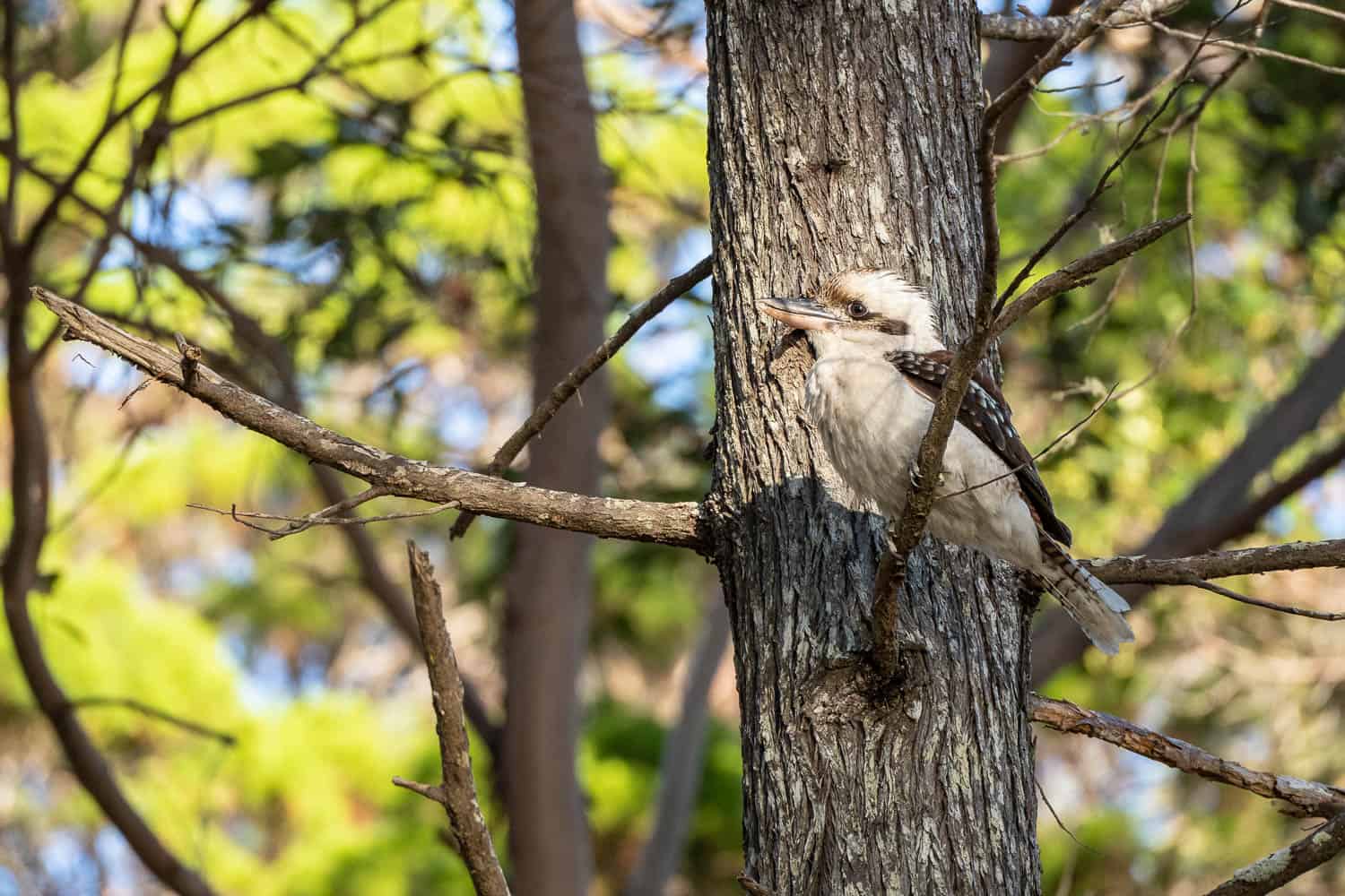 Kookaburra perched in a tree, Noosa National Park, Queensland, Australia