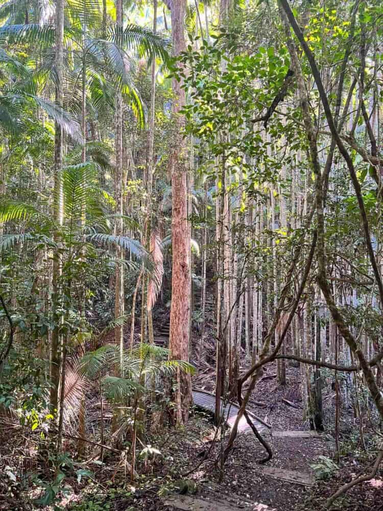 Wompoo Circuit in Mapleton Falls National Park, Sunshine Coast Hinterland, Queensland, Australia