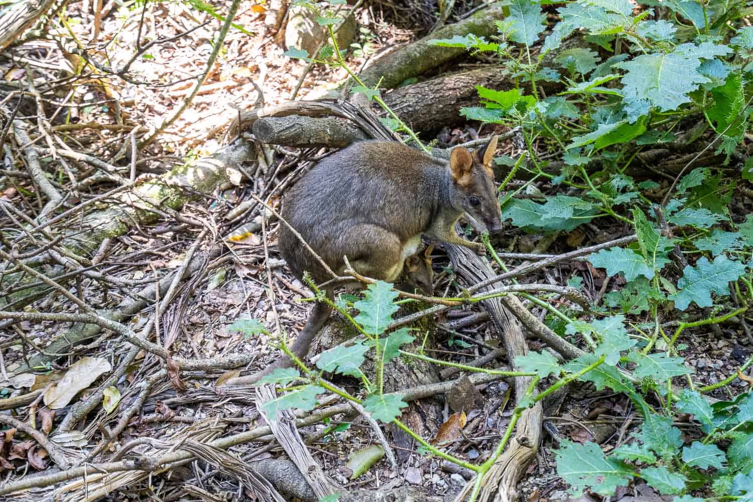 Pademelon in Mary Cairncross Scenic Reserve, Sunshine Coast Hinterland, Queensland, Australia