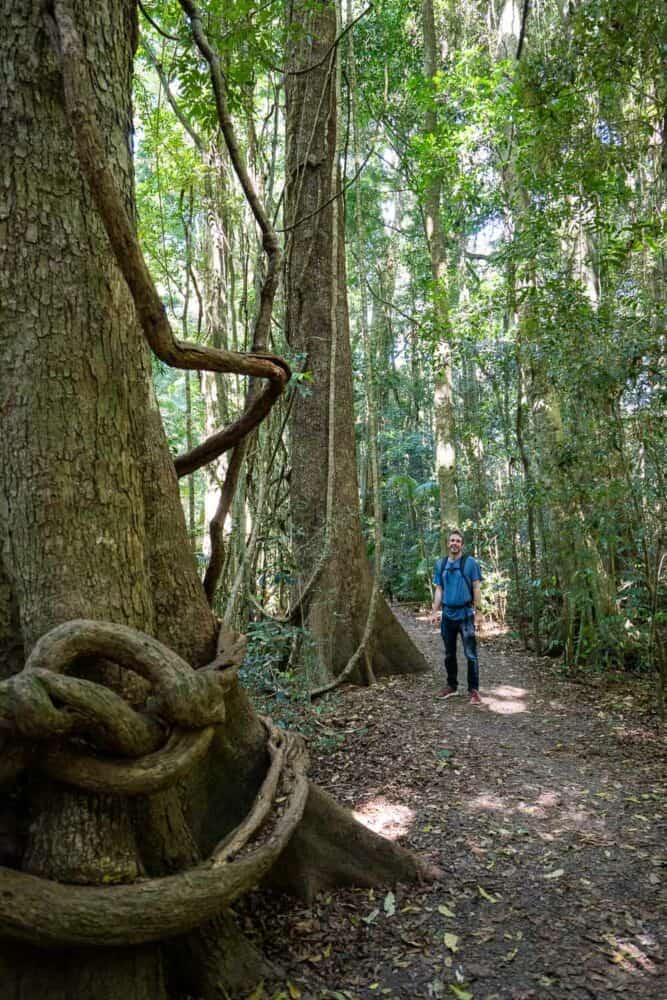 Tall trees in Mary Cairncross Scenic Reserve, Sunshine Coast Hinterland, Queensland, Australia
