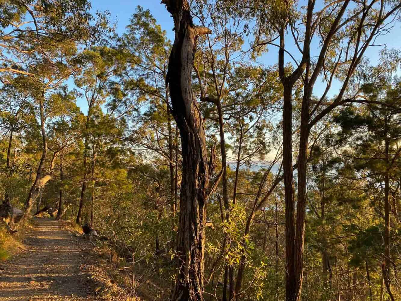 Wooded path on the Noosa Hill Walk, Noosa National Park, Queensland, Australia