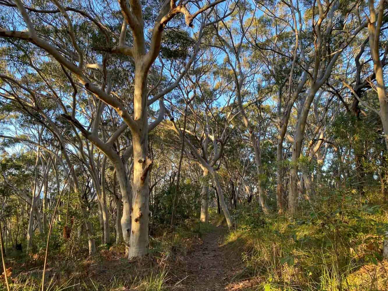 Noosa Hill link track, Noosa National Park, Queensland, Australia